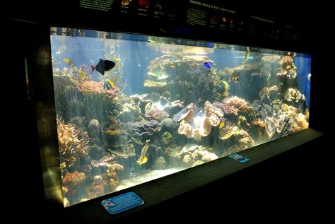 home life have big fish tank in house Giant Aquarium, Big Fish Tanks, Large Fish Tank, Large Fish Tanks, Big Aquarium, How To Read More, Radha Soami, Aquarium Stand, Marine Fish