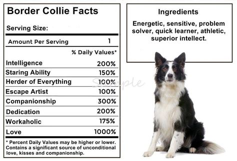 :) very true! Border Collie Funny, Border Collie Facts, Border Collie Art, Dog Brushing, Border Collie Dog, Best Dog Breeds, Border Collies, Animal Projects, Working Dogs