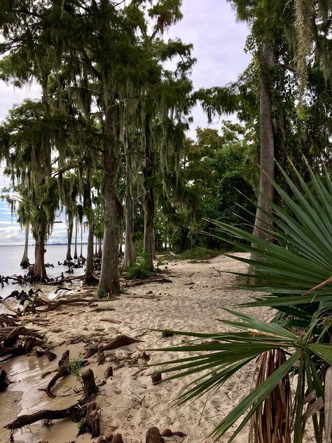 Cypress trees along the shore of Lake Pontchartrain in Fountainbleau State Park in Mandeville Louisiana, this is why we love our southern landscapes! Fountainbleau State Park Louisiana, Louisiana Aesthetic, Florida Cracker House, Southern Landscapes, Cypress Bonsai, Things To Do In Louisiana, Beach Outer Banks, Wild Florida, Charleston Living