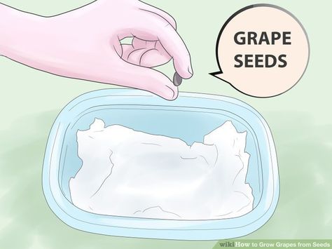 How to Grow Grapes from Seeds (with Pictures) - wikiHow Grow Grapes From Seeds, Grapes In Containers, Growing Zones Map, How To Grow Grapes, Grapes Growing, Grow Grapes, Grape Vine Plant, Grape Plant, Planting Pot