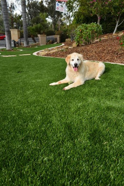 Fake Grass For Dogs, Artificial Grass Backyard, Artificial Grass For Dogs, Pet Turf, Pet Grass, Artificial Lawn, Fake Grass, Muddy Paws, Artificial Turf