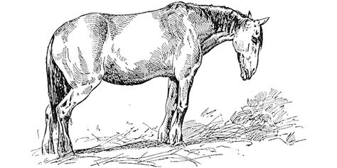 Plans for Hog Houses – Small Farmer's Journal Pony Coloring Pages, Facial Paralysis, Mules Animal, Animal Line Drawings, Shetland Pony, Horse Coloring Pages, Engraving Illustration, Horse Owner, Pony Drawing