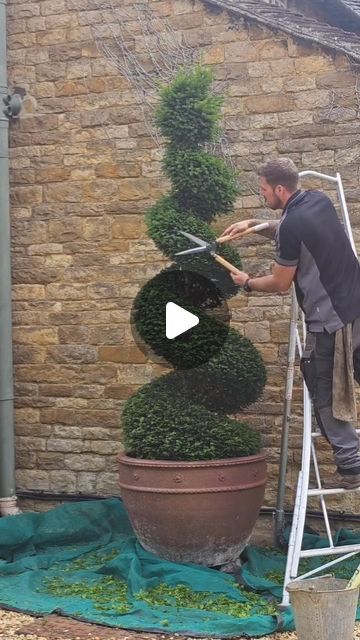 Yew Topiary, Spiral Topiary, Outdoor Topiary, Topiary Garden, Front Yard Garden Design, Front Yard Garden, Tidy Up, Garden Ornaments, Front Garden