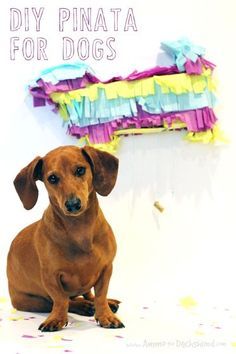 Diy Dachshund, Weeny Dogs, Puppy Pawty, Dog First Birthday, Dachshund Birthday, Dogs Birthday, Birthday Pinata, Funny Puppy, Diy Pinata