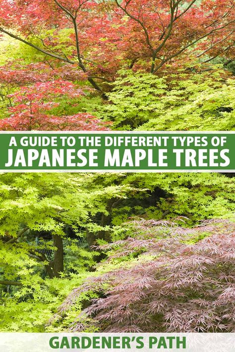 A Guide to Different Japanese Maple Types | Gardener’s Path Coral Bark Maple Landscaping, Japanese Maple Tree Landscape, Green Japanese Maple, Coral Bark Maple, Maple Tree Landscape, Japanese Maple Garden, Japanese Maple Varieties, Backyard Hacks, Bloodgood Japanese Maple