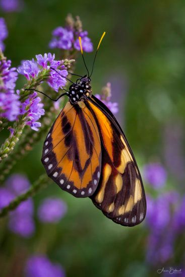 Triadic Color Scheme Photography, Triadic Colors, Nature Core, Color Theory Art, Nature Background Images, Complimentary Color Scheme, Great Backgrounds, Orange Butterfly, Orange Aesthetic