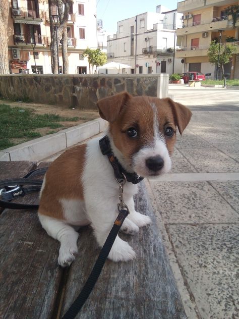 After 700 days at the shelter, an elderly dog finally got a new home and a new name! Jack Terrier, Puppies Cutest, Fluffy Dog Breeds, Big Fluffy Dogs, Jack Russell Terriers, Jack Russell Terrier Puppies, Jack Russell Puppies, Jack Russell Dogs, Jack Russel