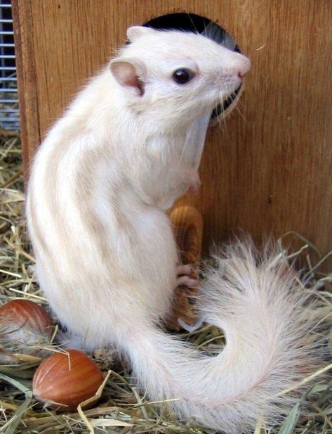 40 Incredibly Rare Photos Of Completely White Animals In The Wild Rare Albino Animals, Animals Crossing, Albino Animals, Whitetail Bucks, Beluga Whale, Unusual Animals, Gerbil, Rare Animals, Pet Rats