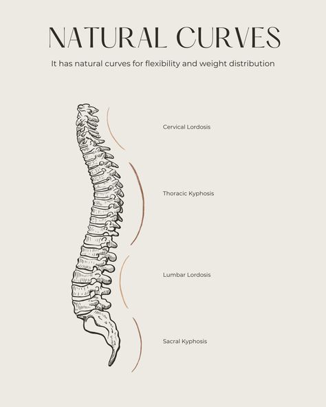 The spine has natural curves that help with weight distribution and flexibility. These curves include the cervical and lumbar lordosis (inward curves) and the thoracic and sacral kyphosis (outward curves). Cervical Lordosis, Lumbar Lordosis, Nursing School Notes, Medical Knowledge, Natural Curves, Radiology, School Notes, Yoga Teacher, Nursing School