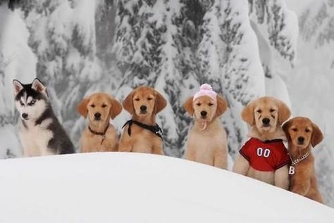 Golden Retriever Wallpaper, Disney Christmas Movies, Snow Buddies, Talking Dog, Animal Action, Beloved Movie, Dog Movies, Discord Pfps, Movies Disney