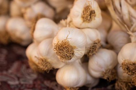 Why Are My Garlic Bulbs So Small? Answered! Harvesting Garlic, Garlic Bulbs, Organic Compost, How To Make Pesto, Garlic Bulb, Garden Harvest, Organic Fertilizer, Organic Health, Organic Matter