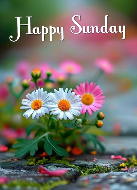 Happy Sunday Flowers, Blessed Sunday Morning, Blessed Sunday, Good Morning Flowers Pictures, Good Morning Image Quotes, Morning Flowers, Good Morning Flowers, Flower Pictures, Good Morning Images