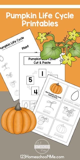 Free Life Cycle of a Pumpkin Printables - kids can learn about pumpkin life cycle vocabulary, practice sequencing, and more with these free printables for preschool, kindergarten, first grade, 2nd grade #pumpkin #lifecycle #free #kindergarten #1stgrade #123homeschool4me Life Cycle Worksheet, Pumpkin Activities Preschool, Life Cycle Of A Pumpkin, Pumpkin Lessons, Cycle For Kids, 123 Homeschool 4 Me, Pumpkin Unit, Pumpkin Life Cycle, Pumpkin Activities