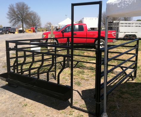 Bottle Calf Pen Ideas, Bottle Calf, Cattle Facility, Cattle Feeder, Cattle Corrals, Cow Pen, Livestock Barn, Ranches Living, Aberdeen Angus