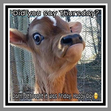 Happy Thursday Happy Thursday Funny, Thursday Funny, Morning Humor, Funny Animal Memes, Animal Jokes, Happy Thursday, Funny Animal Pictures, Too Funny, Animal Memes