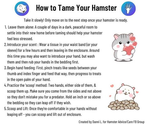 How To Take Care Of Hamsters, Hamster Care Tips, Hamster Care Guide, Hamster Care Checklist, Hamster Facts, Hamster Diy Boredom Breakers, Teddy Hamster, Hamster Proper Care, Hamster Boredom Breaker