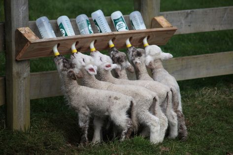 Milk Bottle Diy, Goat Milking Stand, Goat Feeder, Sheep House, Sheep Pen, Pen Designs, Cattle Barn, Goat House, Goat Care