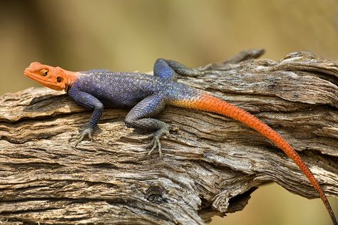 I photographed this agama lizard in Namibia with a 500mm f/4 Canon lens. I had to use extension tubes to reduce the minimum focusing distance because that enabled me to capture this frame-filling  ... Agama Lizard, Inheritance Cycle, Christopher Paolini, Pretty Animals, Canon Lens, Macro Lens, Animals Of The World, Best Photographers, Photography Photos