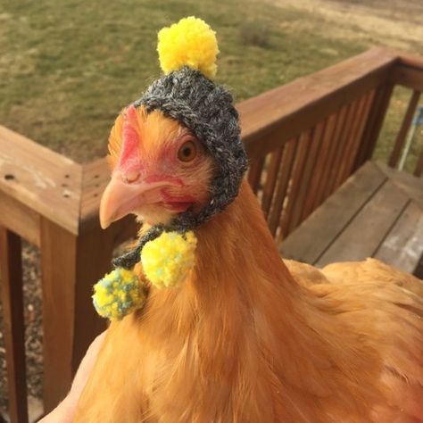 Free Pattern Friday – Swoop Tee – Universal Yarn Creative Network A Chicken, Chicken, Pet, Funny, Animals