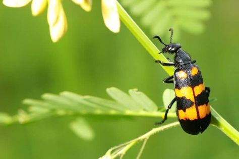 25 Gorgeous Plants That Grow in Shaded Area in Your Garden Blister Beetle, Growing Blueberries, Houseplants Low Light, Cucumber Trellis, Blueberry Plant, Acid Loving Plants, Berry Plants, Plant Pests, Berry Bushes