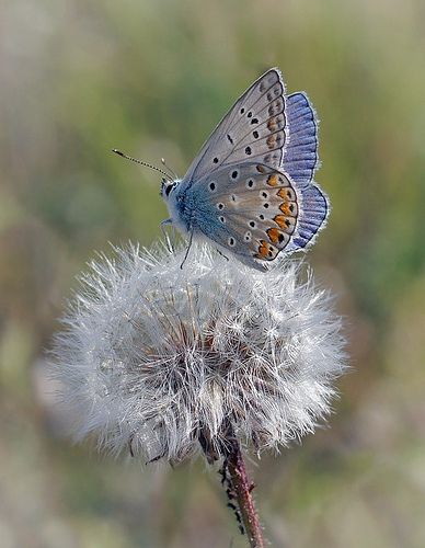 Photo Papillon, A Dandelion, Beautiful Bugs, Butterfly Kisses, Airbrush Art, Butterfly Garden, Blue Butterfly, Beautiful Butterflies, Daffodils