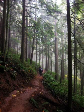 Forest Park, Portland, Oregon. Where I'd go for walks looking for Bigfoot..... Forest Park Portland, The Oregon Trail, Oregon Travel, Forest Park, To Infinity And Beyond, Pretty Places, Oh The Places Youll Go, Portland Oregon, In The Woods