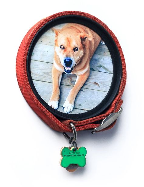 Dog Collar Frame Pet Memorial Ideas Dogs, Dog Shadow Box, Memorial Ideas, Pet Keepsake, Dog Crafts, Pet Photo, Dog Memorial, Diy Dog Stuff, Dog Supplies