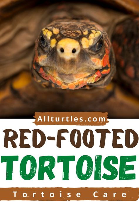 Red Footed Tortoise, Tortoise Enclosure, Tortoise Care, Tortoise Habitat, Turtle Time, Sulcata Tortoise, Pet Life, Your Pet, Dog Days