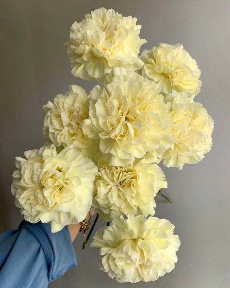 #FlorequisaFlowers #carnation #claveles #clavelesminami #carnations #carnationsflowers #flowergrower #ecuadorianflowers #freshcutflowers #cutflowers Pale Yellow Flowers Aesthetic, Soft Yellow Outfit, Light Yellow Weddings, Cream Tattoo, Yellow Wedding Bouquet, Yellow Carnations, Yellow Wedding Theme, Yellow Aesthetic Pastel, Yellow Bouquets