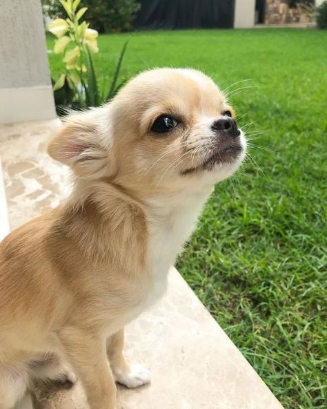 Chihuahua Puppies Aesthetic, Chiwawa Aesthetic, Blonde Chihuahua, Cream Chihuahua, Fluffy Chihuahua, Puppy Chihuahua, Dogs Chihuahua, Baby Chihuahua, Dog Chihuahua