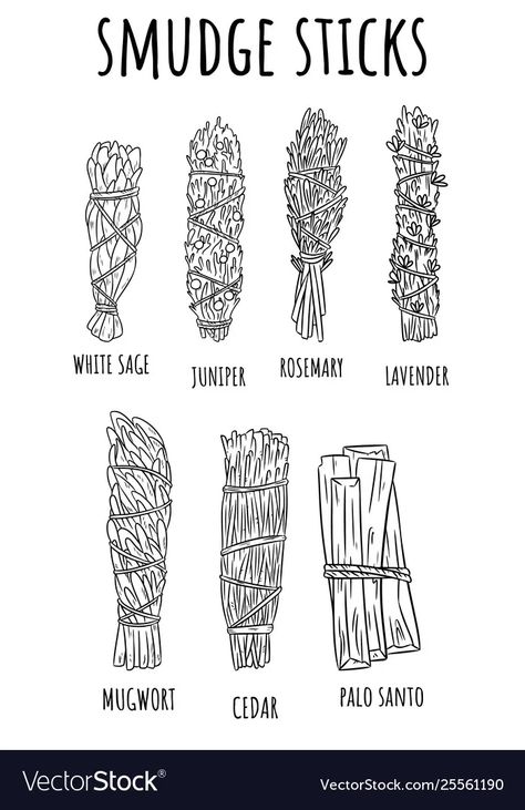 Sage smudge sticks hand-drawn set sketch vector image Bundle Of Sage Tattoo, Sage Drawing Bundle, Sage Bundle Tattoo Drawing, Herb Bundle Drawing, Smudge Stick Illustration, Sage Stick Tattoo, Smudge Stick Drawing, Sage Bundle Drawing, Sage Tattoo Bundle