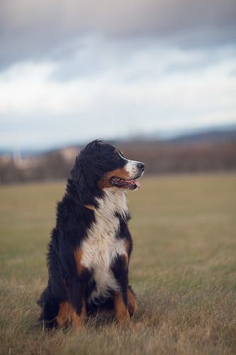 Australian Shepherd Running, Cute Bernese Mountain Dog Puppies, Farm Dogs Breeds, Burmese Mountain Dog, Burnese Mountain Dog, Great Swiss Mountain Dog, Bernese Mountain Dog Mix, Bernese Mountain Dog Puppy, Swiss Mountain Dogs