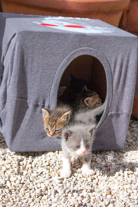 Baby Kitties!! How to make a cheap DIY cat house using a t-shirt and a box. Your kitties will love this. This is a perfect playhouse for kittens or adult cats alike using an upcycled box. PLUS how a t-shirt can help you "save the kitties". #SmartFunDIy #Cats #Cathouse #Catlover #Kittens #Kitties #cat #CrazyCatLady #TShirt #DIY #Box #shirts #Upcycled Diy Jouet Pour Chat, Cat House Plans, Outdoor Cat Shelter, Kat Diy, Chat Diy, Cardboard Cat House, Cat House Diy, Cat Tent, Diy Cat Toys