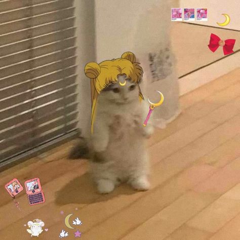 Uwu Cat, Diy Backyard Movie Night, Sailor Moon Funny, Sailor Moon Cat, Cat Standing, Anime Kitten, Hello Kitty Printables, Cat Cosplay, Cat Pfp