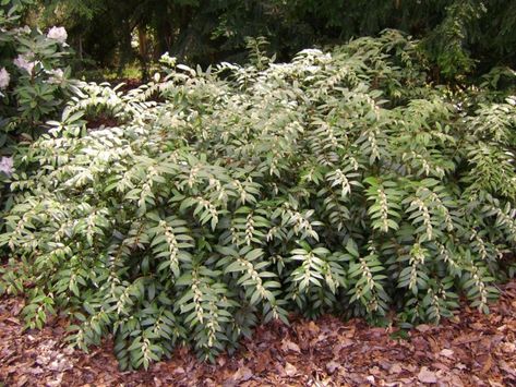 Leucothoe fontanesiana 'Nana' - dwarf drooping leucothoe Beauty Bush, Poisonous Plants, Front Landscaping, Rain Garden, Native Garden, Woodland Garden, Evergreen Shrubs, Front Garden, Native Plants