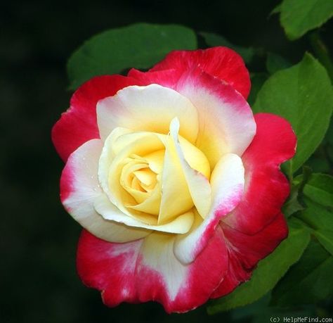 'Double Delight ' Rose Photo Double Delight Rose, Roses Only, Rose Photo, Hybrid Tea Roses, Rose Photos, Beautiful Rose Flowers, Tea Roses, Love Rose, All Flowers