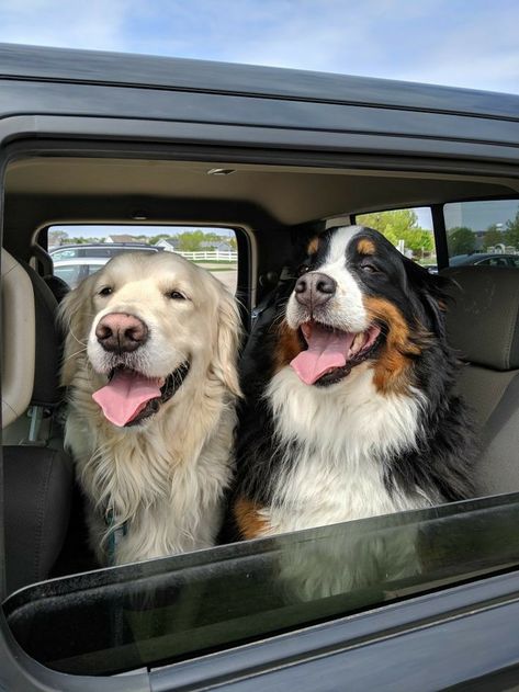 Two Dogs, Dog Images, Cute Dogs And Puppies, Bernese Mountain Dog, Cute Animal Photos, Mountain Dogs, Baby Dogs, Cute Little Animals, Big Dogs