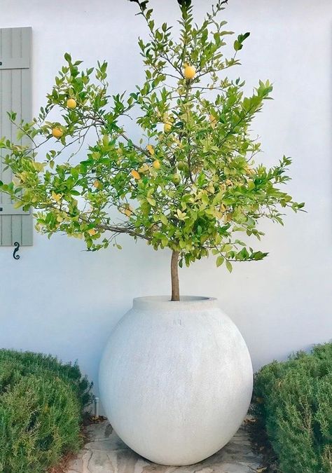 Patio Pot Ideas, Driveway Potted Plants, Trees In Planters Outdoors, Pot Design Ideas, Sculptural Plants, Pot Landscaping, Modern Mediterranean Garden, Pot Decoration Ideas, Herbs In Pots