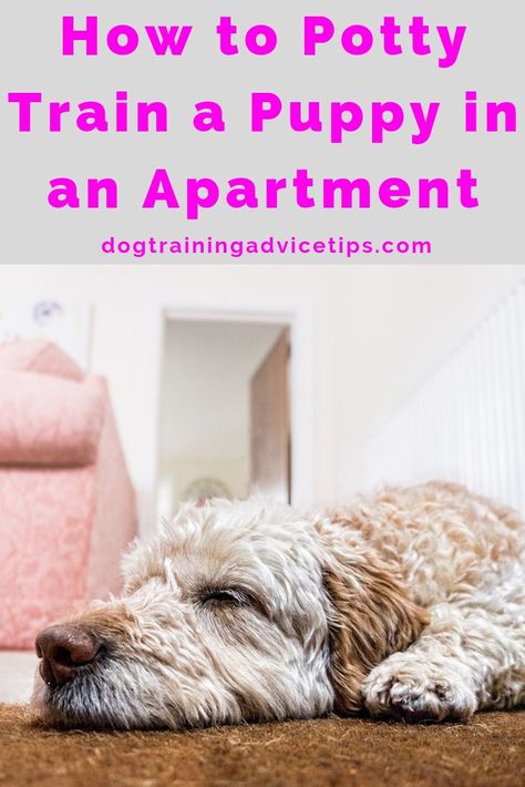 Puppy Potty Training Schedule Printable, Apartment Dog, Train A Puppy, How To Potty Train, Puppy Obedience Training, Apartment Dogs, Puppy Time, Positive Dog Training, Easiest Dogs To Train