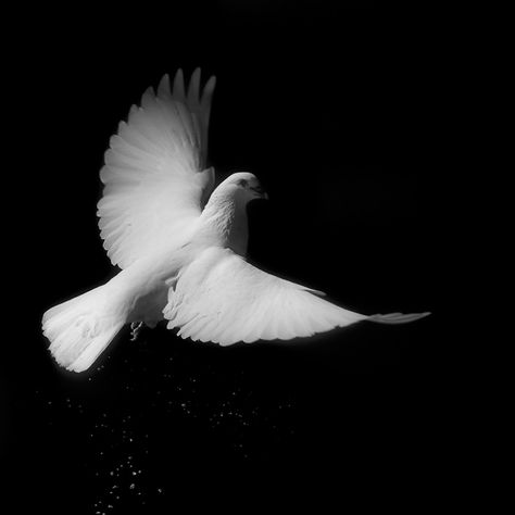 Explore jesusgag's photos on Flickr. jesusgag has uploaded 1200 photos to Flickr. Elegant Black And White Aesthetic, Aurora Carter, White Birds Flying, Wings Reference, Birds Aesthetic, Bird Aesthetic, Heritage Building, Color Splash Photo, Art Assignments