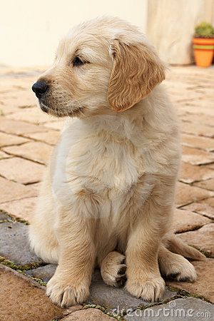 golden retriever puppy Small Golden Retriever, Puppy Sitting, Golden Puppy, Charles Darwin, Golden Retriever Puppy, Retriever Puppy, Dogs Golden Retriever, Retriever Dog, Golden Retrievers