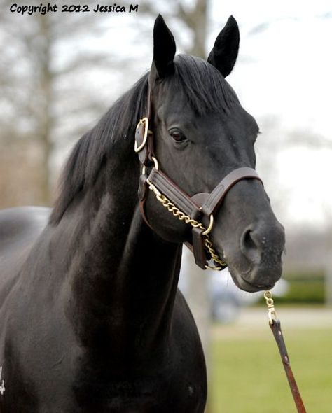 Black Thoroughbred, Thoroughbred Stallion, American Saddlebred Horses, Racing Horse, Horse Profile, Pinto Horse, American Saddlebred, Thoroughbred Horse Racing, Black Horses