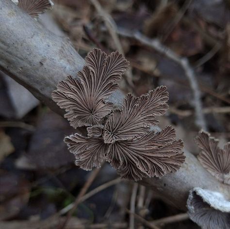 Schizophyllum commune in Ukraine #fungus Schizophyllum Commune, Slime Mould, Unusual Flowers, Ukraine, Plants, Flowers, Photography, Art