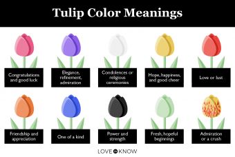 Tulips Meaning Color, Tulip Color Meaning, Tulips Meaning, Flower Language, Tulip Colors, Color Symbolism, Shingle Colors, Flower Meanings, Blue Tulips