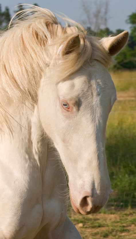 Lusitano filly - named, DEM Cremebrule Albino Horse, Lusitano Horse, Horse Lessons, Albino Animals, Gorgeous Horses, Akhal Teke, Most Beautiful Horses, Riding Horse, All The Pretty Horses