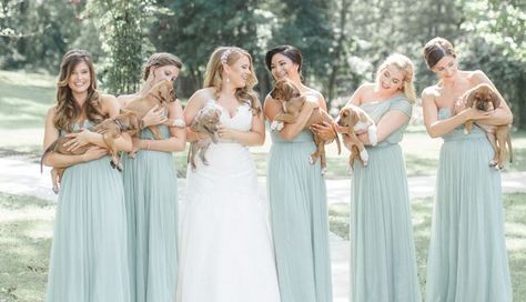 This bridal party posed with adoptable rescue puppies instead of flowers and it's the cutest thing you'll ever see. Alternative Bridesmaid, Puppy Wedding, Alternative Wedding Bouquet, Wedding Party Poses, Bridal Party Poses, Instead Of Flowers, Rescue Puppies, Party People, Alternative Wedding