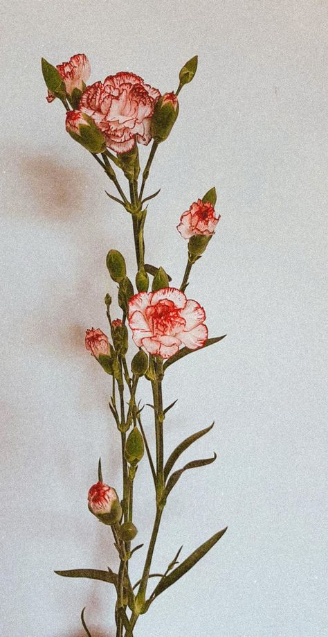 Green Carnation Aesthetic, Carnation Flower Plant, Carnations Aesthetic Wallpaper, Mexican Flowers Aesthetic, Pink Carnations Wallpaper, Carnation Flower Wallpaper Aesthetic, Carnation Astethic, Carnation Flower Art, Carnation Wallpaper Aesthetic