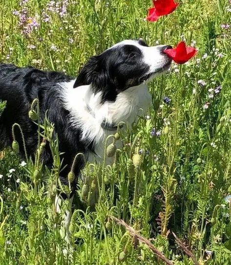 Here are 23 proofs that the Border Collie is the worst family dog. Please try to be serious and don’t smile😉! Border Collie Mix, Border Collie Puppies, Collie Puppies, Collie Mix, Labrador Retriever Puppies, Yorkshire Terrier Puppies, Border Collie Dog, Australian Shepherds, Pugs Funny