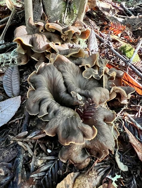 Horn of Plenty- (Black Trumpet ) mushroom Black Trumpet Mushrooms, Trumpet Mushroom, Trumpet Mushrooms, Mushroom Foraging, Horn Of Plenty, Horn, Stuffed Mushrooms, Black, Nature