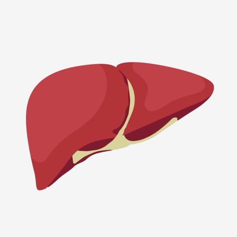 cartoon internal organs,liver,human liver,human clipart Liver Cartoon, Liver Drawing, Liver Illustration, Human Clipart, Human Body Science Projects, Human Body Crafts, Human Png, Liver Anatomy, Human Body Science